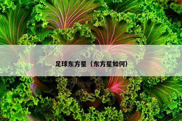 足球东方星（东方星如何）