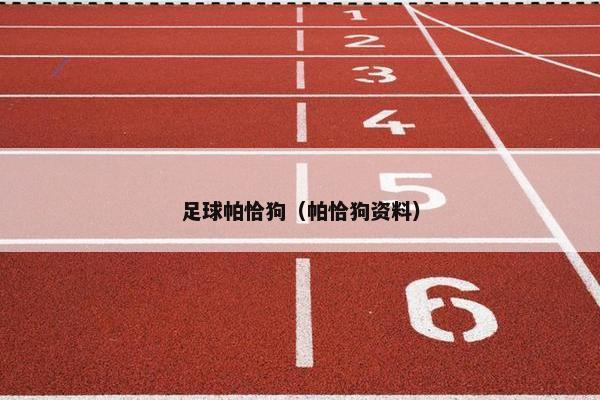 足球帕恰狗（帕恰狗资料）