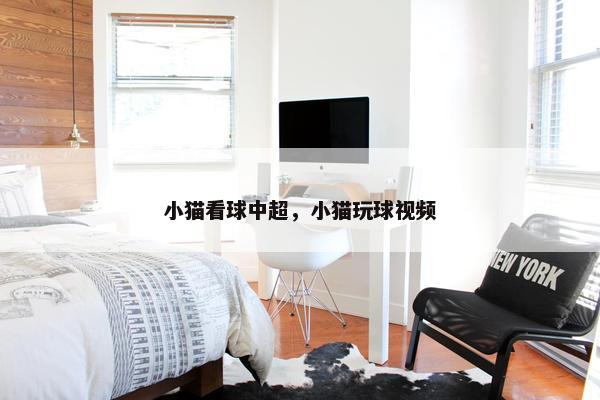 小猫看球中超，小猫玩球视频
