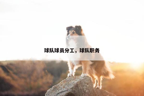 球队球员分工，球队职务