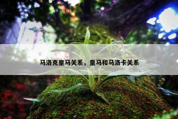 马洛克皇马关系，皇马和马洛卡关系