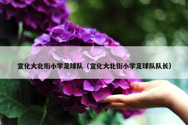 宣化大北街小学足球队（宣化大北街小学足球队队长）