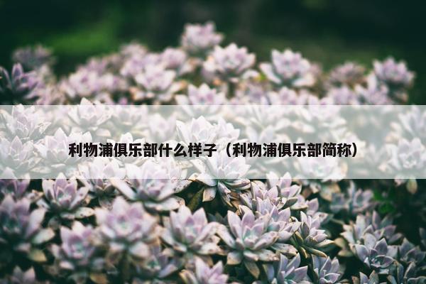 利物浦俱乐部什么样子（利物浦俱乐部简称）