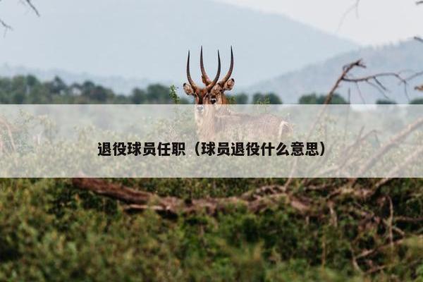 退役球员任职（球员退役什么意思）