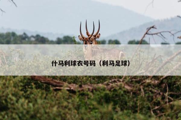 什马利球衣号码（利马足球）