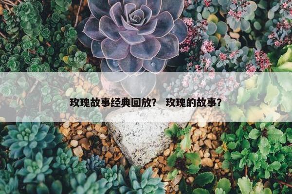 玫瑰故事经典回放？ 玫瑰的故事？