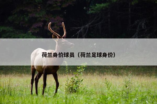 荷兰身价球员（荷兰足球身价）